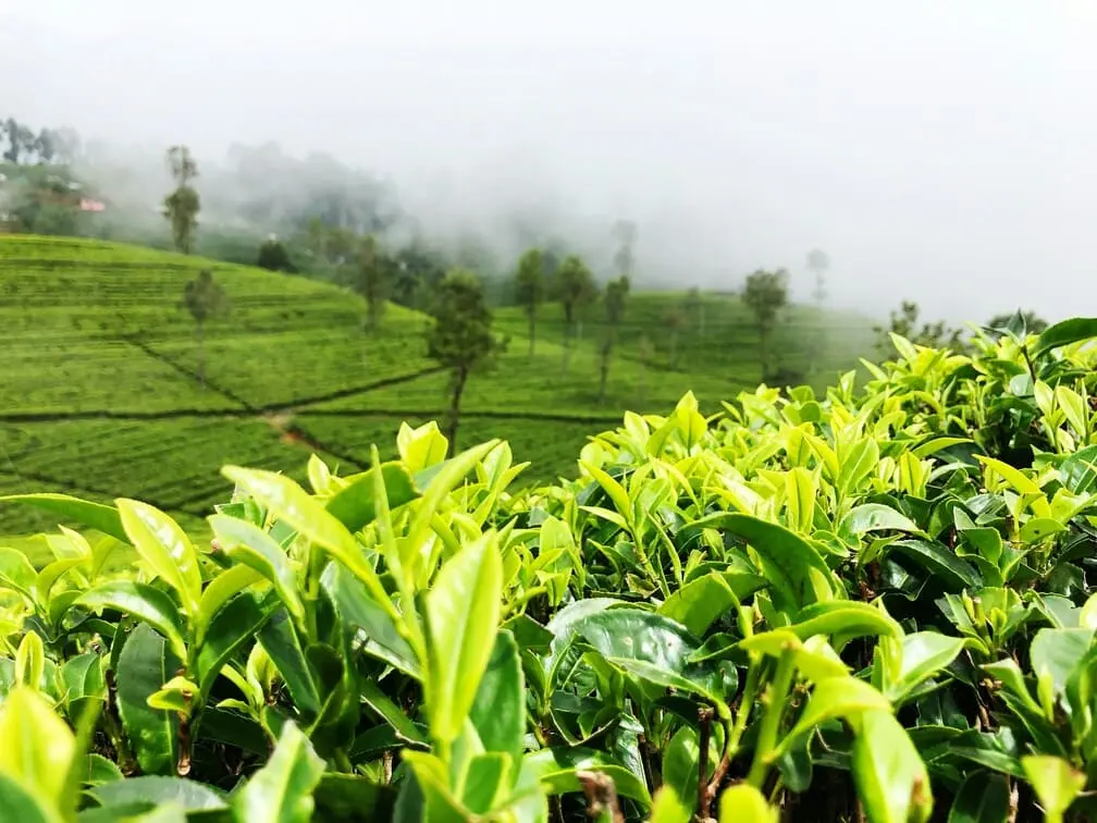 Old tea fields shaded by acacias