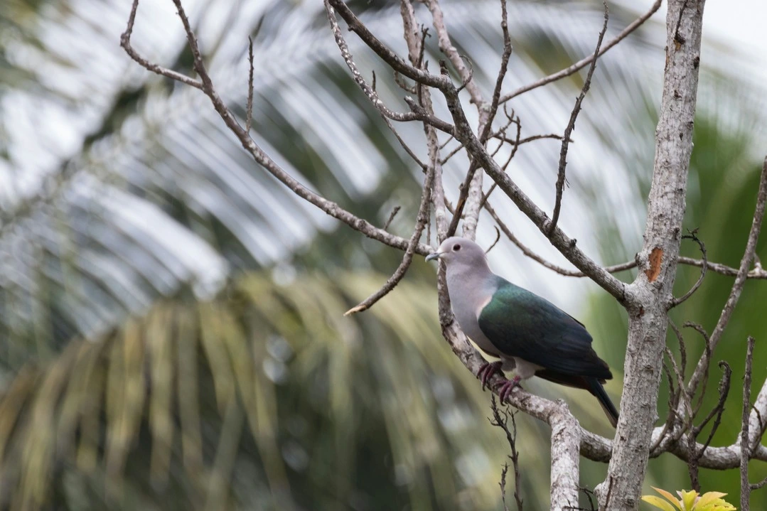 Sri Lankan wood pigeon